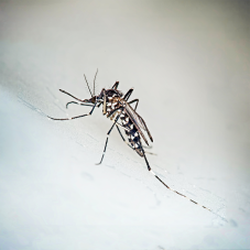 Attention au moustique tigre qui transmet des maladies