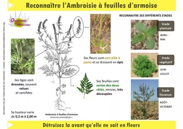 Reconnaître l'ambroisie à feuilles d'armoise hauteur de 0.2 à 2 m les tiges sont dressées souvent velues et ramifiées, ses fleurs sont vert pâles à jaune et se dressent en épis ses feuilles sont vertes des deux côtés minces très découpées 