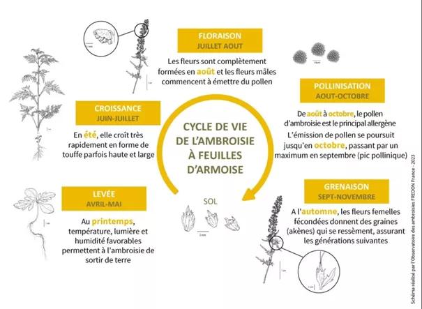 Cycle de développement de l'Ambroisie : levée en avril mai, température et lumière favorables à l'ambroisie de sortir de terre. Juin Juillet elle croît très rapidement en forme de touffe parfois haute et large, Juillet Août les fleurs sont formées et en août les fleurs mâles commencent à émettre du pollen, Août Octobre le pollen est le principal allergène, septembre novembre les fleurs femelles qui se ressèment assurant les générations suivantes 