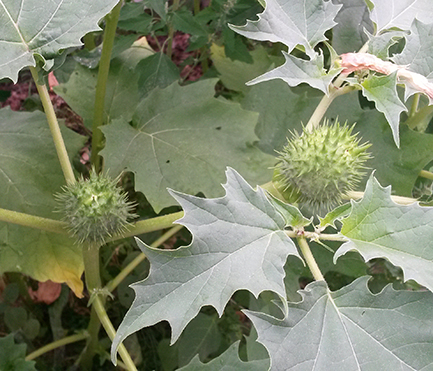 La datura n'est pas comestible