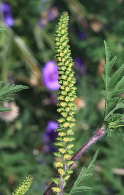 Les fleurs mâles sont petites, verdâtres et regroupées par inflorescence au sommet des tiges.