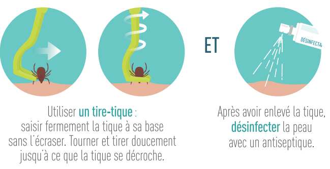 Utiliser un tire-tique, saisir fermement la tique à sa base sans l'écraser. tourner et tirer doucement jusqu'à ce que la tique se décroche. Après avoir enlevé la tique, désinfecter la peau avec un antiseptique