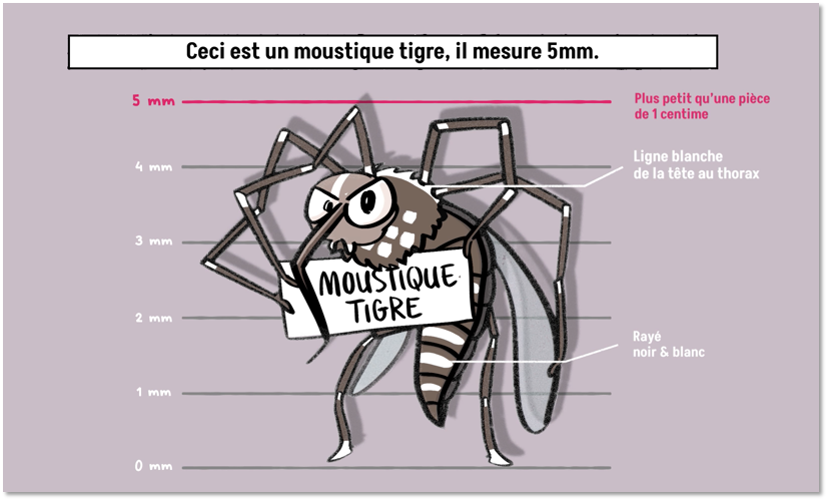 Domande frequenti: Operazioni di lotta contro la zanzara tigre e le zanzare pianificate dall’ARS Pays de la Loire