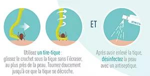 Utilisez un tire-tique pour en glissant le crochet sous la tique sans l'écraser. Tournez doucement jusqu’à ce que la tique se décroche. Ensuite désinfectez la peau avec un antiseptique.