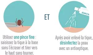 Si vous utilisez une pince fine pour enlever la tique : saisissez la tique à la base sans l'écraser et tirer vers le haut sans tourner. Ensuite, après avoir enlevé la tique, désinfectez la peau avec un antiseptique.
