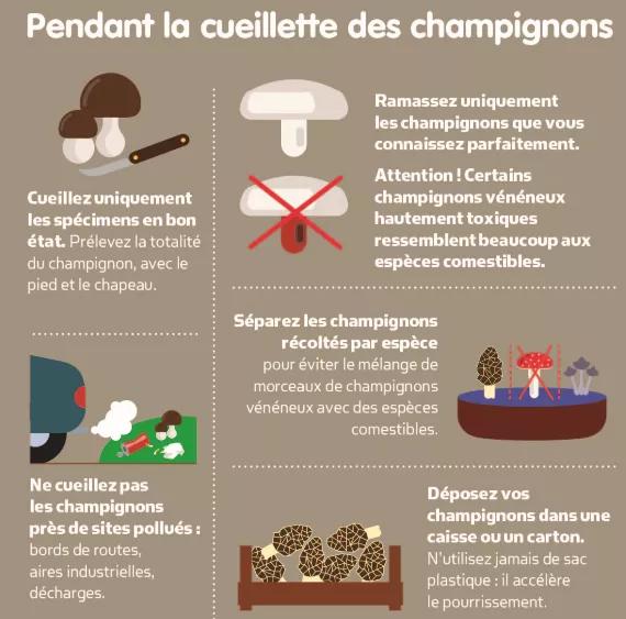 extrait de l'infographie de l'anses sur les champignons