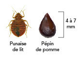 image d'une punaise de lit comparée à un pépin de pomme