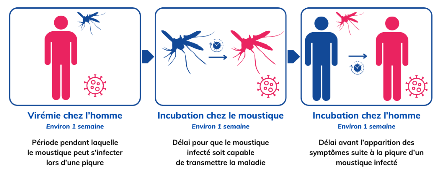 Virémie chez l'homme (période pendant laquelle le moustique peut s'infecter lors d'une piqûre) : environ 1 semaine. Incubation chez le moustique (délai pour que le moustique infecté soit capable de transmettre la maladie) : environ 1 semain. Incubation chez l'homme ( délai avant l'apparition des symptômes suite à la piqûre d'un moustique infecté) : environ 1 semaine