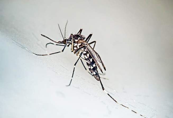 Attention au moustique tigre qui transmet des maladies