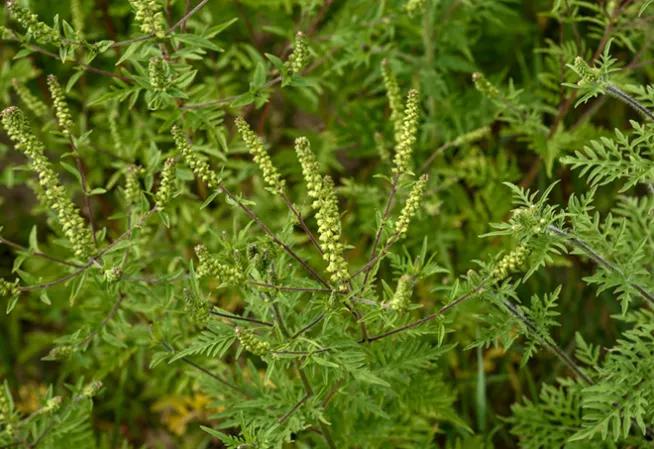 Le pollen d'ambroisie est un allergisant puissant. Surveiller la prolifération de la plante est donc un véritable enjeu de santé publique.