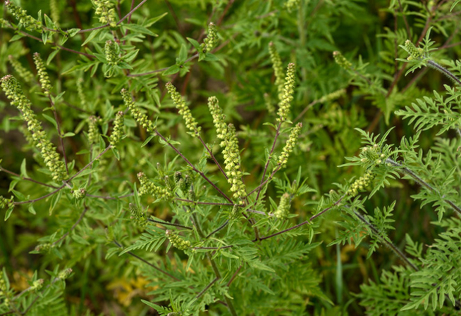 Le pollen d'ambroisie est un allergisant puissant. Surveiller la prolifération de la plante est donc un véritable enjeu de santé publique.