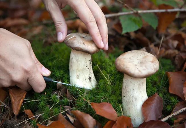 Des mains cueillent un champignon à l'aide d'un couteau