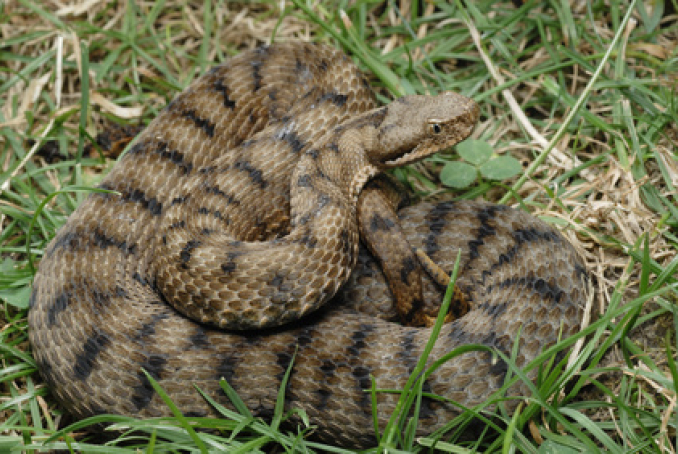 Pays De La Loire Attention Aux Morsures De Serpents