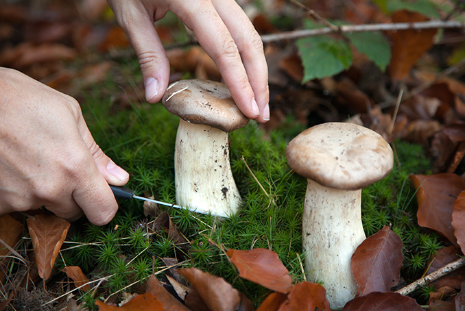 Des mains cueillent un champignon à l'aide d'un couteau