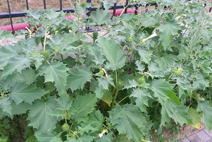datura attention danger agence regionale de sante pays de la loire